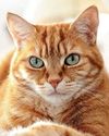 Pussy galore