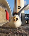 SNOB GULLS SNUB CHIPS10
