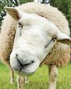 EWE STINKERS EWE STINKERS