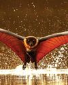 BAT OUT OF HEAT HELL24
