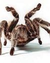 CRUMBS! TV PAUL EATS A TARANTULA40