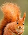 PINING FOR A RED SQUIRREL REVIVAL41