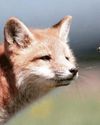 Bee sting in fox tail Daily Star