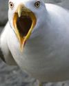FLIGHTMARE! PSYCHO GULLS HEAD INLAND Daily Star