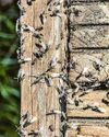 INVASION of the pesky flying ants17