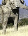 ELEPHANT KILLS OAP ON SAFARI34