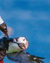 PICK UP A PUFFIN36