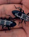 Robot bug to rescue Daily Star