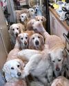 Dogs die at horror centre17