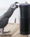 Slick parrot Daily Star
