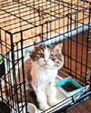 RECORD NUMBER OF CATS DUMPED RECORD NUMBER OF CATS DUMPED64
