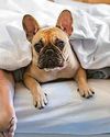 Hound sleepers33