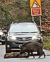 ROAD HOGS! ROAD HOGS!11