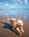 WALK OFF YOUR FESTIVE FLAB BY THE SEA24