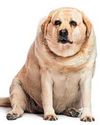 Fat jabs for the big dog Fat jabs for the big dog18