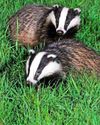 BE ANIMAL AWARE ON ROADS..21
