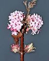 Best plants for uplifting scent Best plants for uplifting scent36