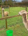 Alpaca's a looky boy34