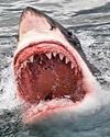 JAWS 2: SHARK BACK AT BEACH JAWS 2: SHARK BACK AT BEACH42