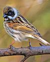 Beds time for birds..25