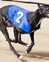 Go for great Dane72