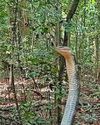 Boffin's close up with cobra21
