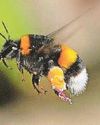 Survival of bees 'crucial'4