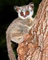 Daily Star