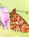 On a wing & a prayer37