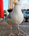 GULLS' NOOKIE BLARE.. GULLS' NOOKIE BLARE..12