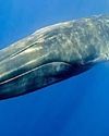 Orca aye Nessie's a whale.. Orca aye Nessie's a whale..22