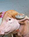 PROOF: DON IS JUST A BIG LOAD OF BULL PROOF: DON IS JUST A BIG LOAD OF BULL27
