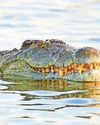 CROC HORROR21