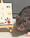 Pet painters net