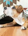 EASE HOME ALONE DOG ANXIETY EASE HOME ALONE DOG ANXIETY34