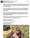 Trump: Hail ape ‘patriot’ Trump: Hail ape ‘patriot’13