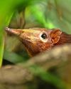 SHREWS SNOUT & ABOUT..21