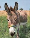 Heartbreak as Shrek fame donkey Perry dies age 30