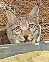 Lynx 'trauma' prompts zoo cash appeal