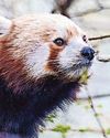 Red panda No3 dies!