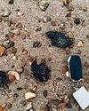 Toxic wildlife risk of North Sea collision25