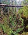 Walking trail to close for whole of '2525