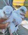 BIRD FLU FALCON25