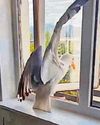 THE GULL HAS SOME GALL28