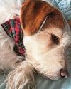 STILL GAME STAR'S DOG POISONED26