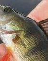 Knocked off perch Daily Record