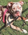 STRANGER PULLED DOG OFF ME. I AM LUCKY TO BE ALIVE Daily Record