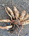 Police warning over lethal root on coast2