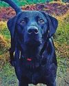 Driver hit dog Kalia and fled23