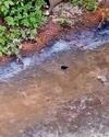 Daily Record